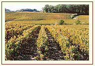 vignes bordeaux saint emilion